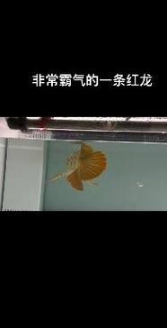 怎樣區(qū)分金龍魚和紅龍魚圖片對比