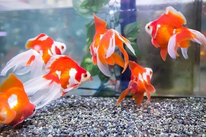 給我推薦一些其他觀賞魚比賽的視頻資源