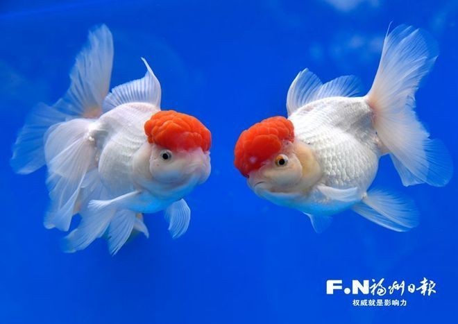 給我推薦一些其他觀賞魚比賽的視頻資源