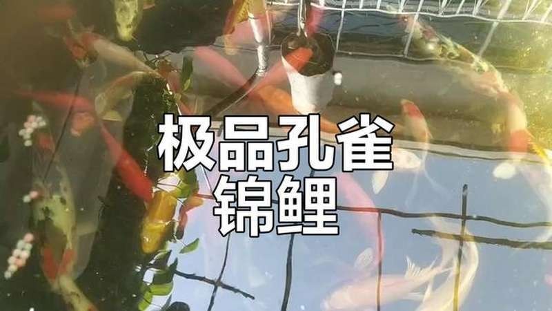 給我推薦一些其他觀賞魚比賽的視頻資源