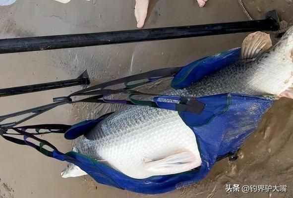 黃金恐龍魚(yú)大戰(zhàn)鱷雀鱔（關(guān)于黃金恐龍魚(yú)大戰(zhàn)鱷雀鱔的具體情況目前沒(méi)有直接相關(guān)信息）
