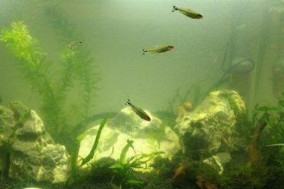 魚缸水質維護誤區：關于魚缸水質維護的誤區及其正確做法