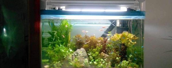魚缸水質維護誤區：關于魚缸水質維護的誤區及其正確做法