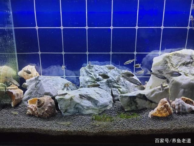 小魚缸安裝步驟視頻教程：小魚缸安裝步驟視頻教程：小魚缸安裝步驟視頻教程