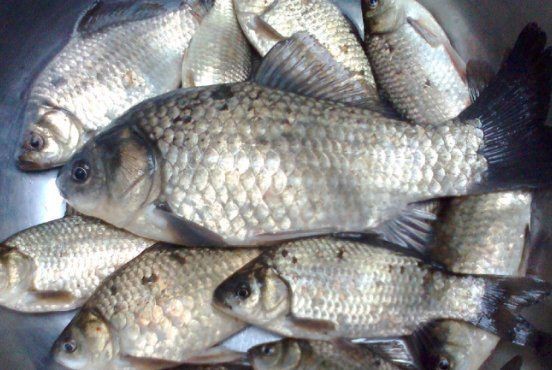 鯽魚會自己繁殖嗎 鯽魚會自己繁殖嗎 龍魚論壇 第1張