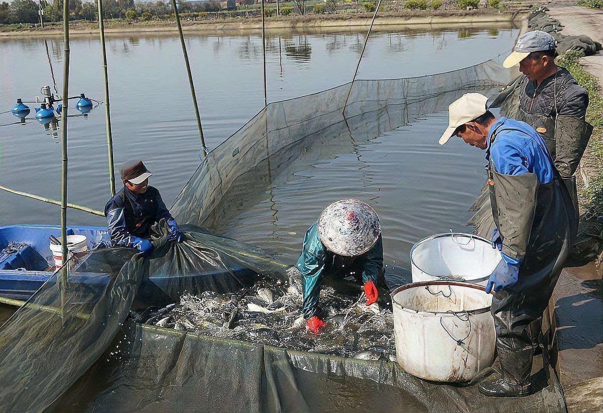 鯽魚會自己繁殖嗎 鯽魚會自己繁殖嗎 龍魚論壇 第5張