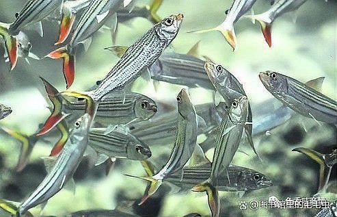 鯽魚會自己繁殖嗎 鯽魚會自己繁殖嗎 龍魚論壇 第3張