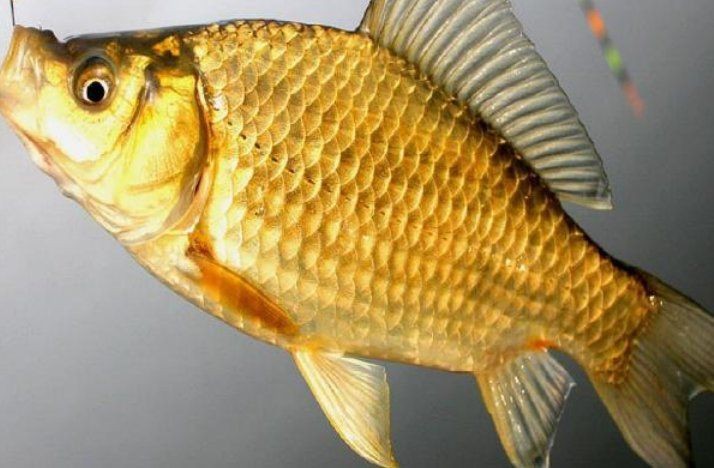 鯽魚會自己繁殖嗎 鯽魚會自己繁殖嗎 龍魚論壇 第10張