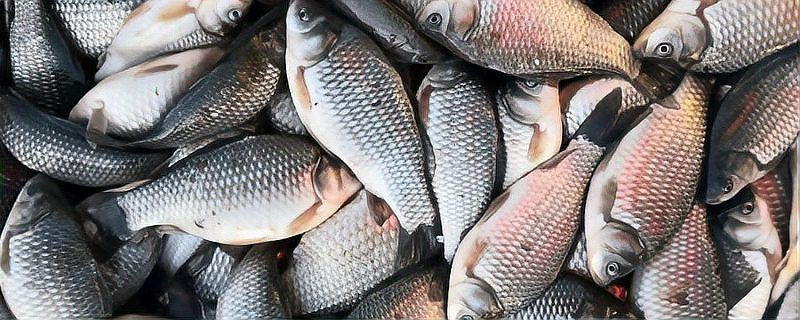 鯽魚會自己繁殖嗎 鯽魚會自己繁殖嗎 龍魚論壇 第12張
