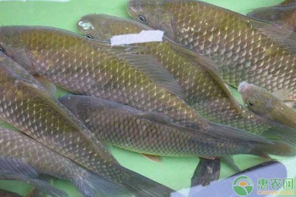 鯽魚會自己繁殖嗎 鯽魚會自己繁殖嗎 龍魚論壇 第7張