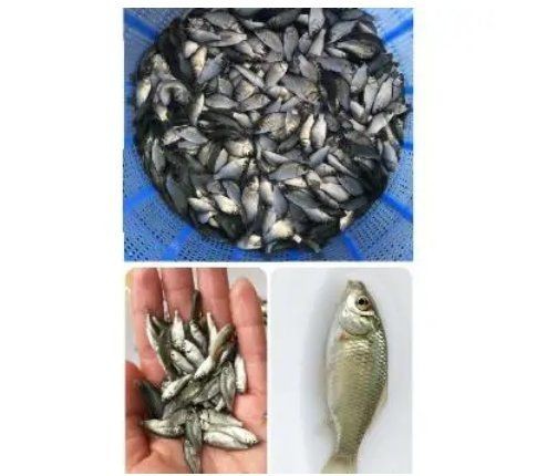 鯽魚會自己繁殖嗎 鯽魚會自己繁殖嗎 龍魚論壇 第8張