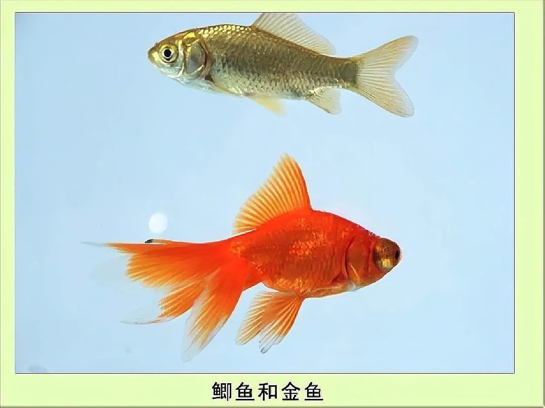 鯽魚會自己繁殖嗎 鯽魚會自己繁殖嗎 龍魚論壇 第16張