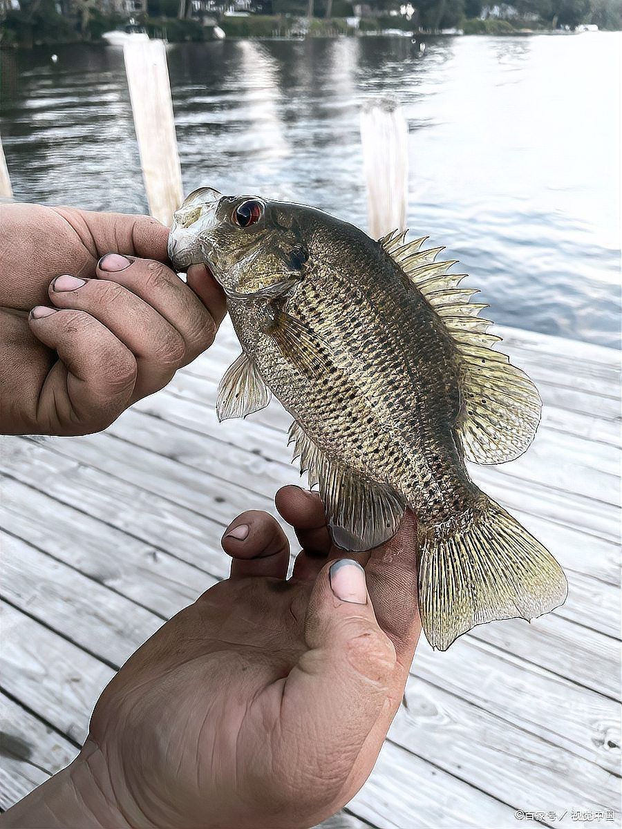 鯽魚會自己繁殖嗎 鯽魚會自己繁殖嗎 龍魚論壇 第14張