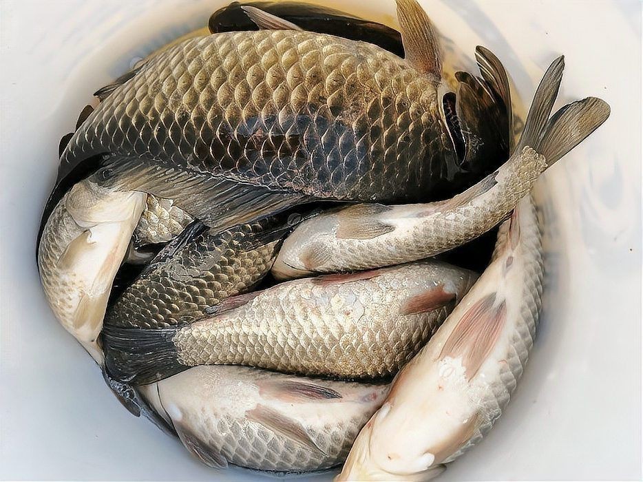 鯽魚會自己繁殖嗎 鯽魚會自己繁殖嗎 龍魚論壇 第18張
