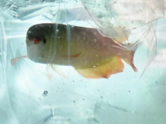 安巴旺紅龍魚的市場價格是多少？