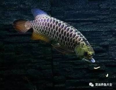 給魚缸換水是否可以用熱水器的水？：關于給魚缸換水是否可以用熱水器的水搜索結果詳細分析
