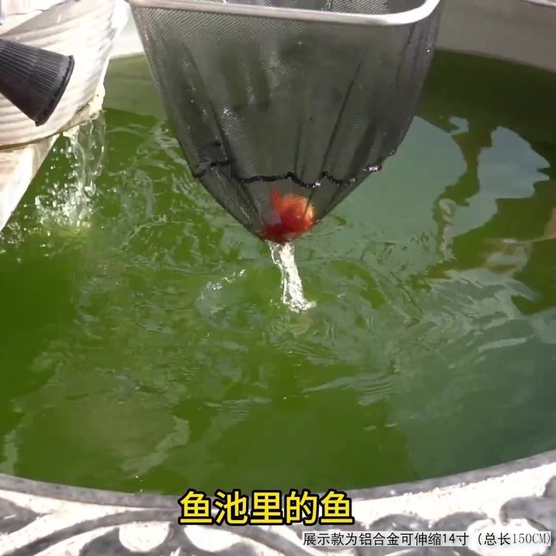 龍魚網撈