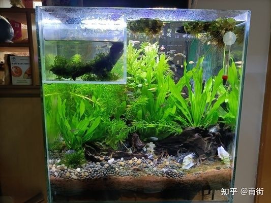 養(yǎng)魚(yú)新手必讀：魚(yú)缸選擇和維護(hù)：關(guān)于魚(yú)缸的常見(jiàn)問(wèn)題