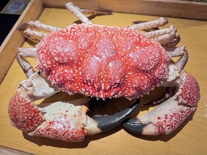 黃沙水產中心有哪些特色水產品 2025長城杯龍魚大賽 第2張 黃沙水產中心有哪些特色水產品 黃沙水產中心有哪些特色水產品 2025長城杯龍魚大賽 第2張