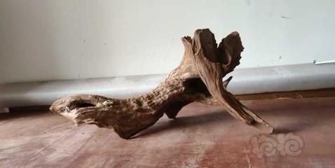 龍魚與沉木的兼容性（沉木對龍魚的影響）