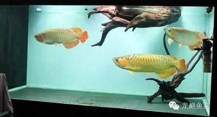 龍魚與沉木的兼容性（沉木對龍魚的影響）