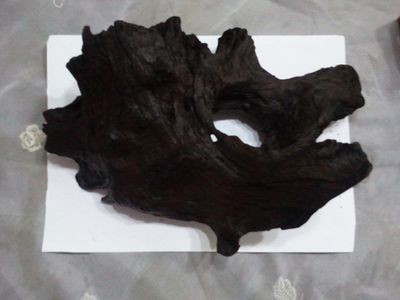 龍魚與沉木的兼容性（沉木對龍魚的影響）