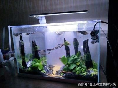 魚缸水很多泡泡是怎么回事（魚缸水很多泡泡怎么回事） 魚缸水很多泡泡是怎么回事（魚缸水很多泡泡怎么回事） 魚缸百科 第2張