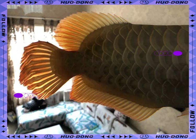 龍魚破鰭修復方法