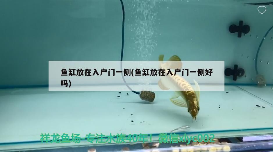 高新園區姚金峰觀賞魚養殖
