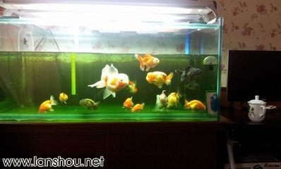 黑魚在魚缸中能長多大？：黑魚在魚缸中的作用 黑魚在魚缸中能長多大？：黑魚在魚缸中的作用 魚缸百科 第1張