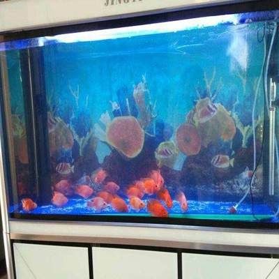 給大魚缸換水的頻率應(yīng)該如何確定？：給大魚缸換水的頻率并沒有固定標準，需要根據(jù)多種因素考慮