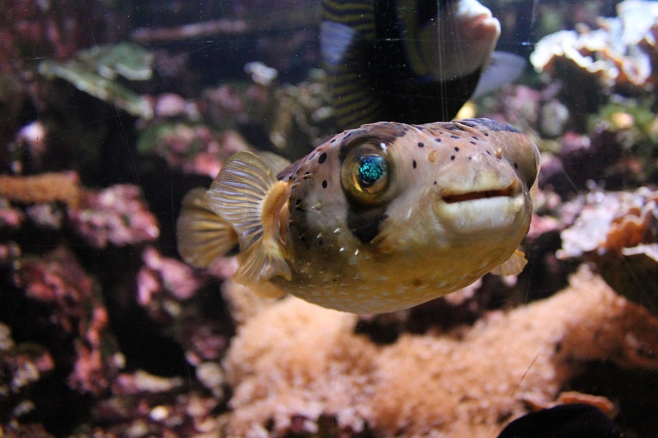 樊城區(qū)魚我同行水族生活館（魚我行(南湖店)怎么樣） 樊城區(qū)魚我同行水族生活館（魚我行(南湖店)怎么樣） 全國(guó)水族館企業(yè)名錄