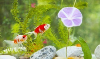 福鼎市七彩水族館（福鼎市七彩水族館地址）