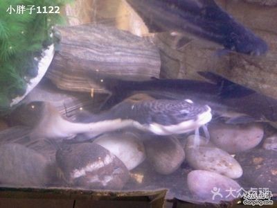 廣德賣魚缸在什么地方買的多（廣德賣魚缸的地點） 廣德賣魚缸在什么地方買的多（廣德賣魚缸的地點） 魚缸百科 第3張