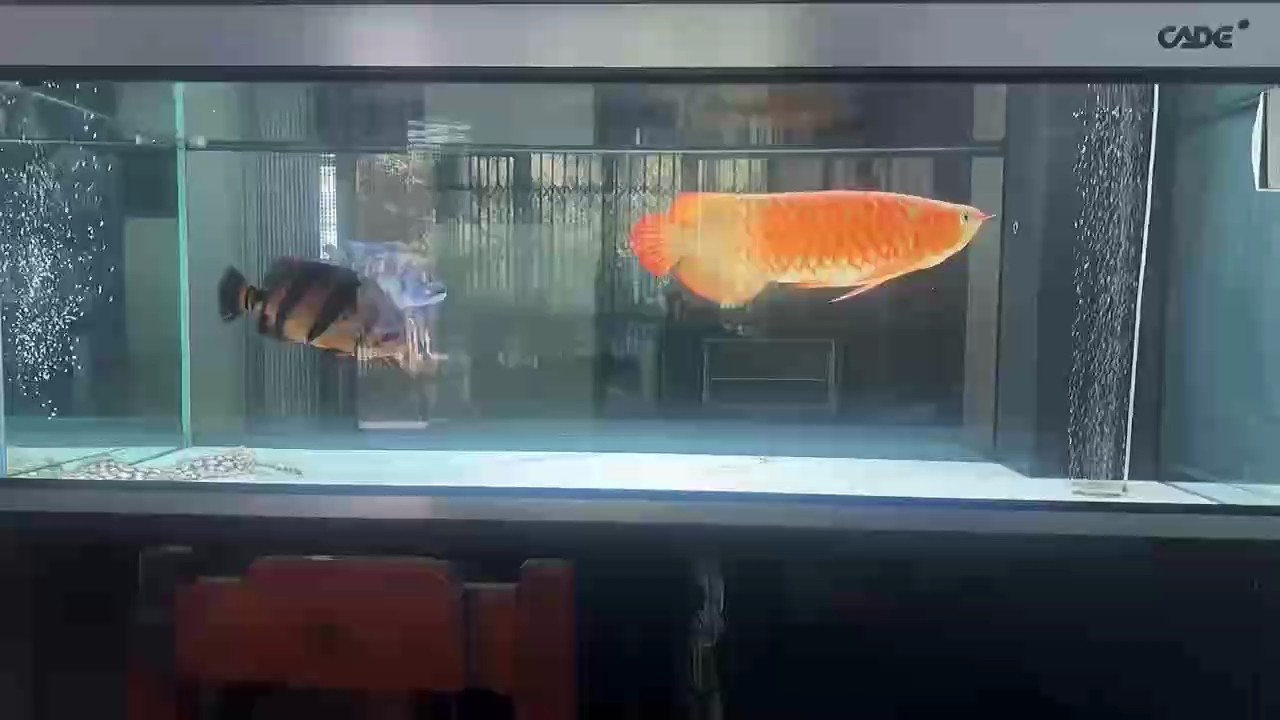 魚缸過濾器選購指南:自制魚缸過濾器魚缸上置過濾器對于養(yǎng)魚愛好者的必備知識 訥訥么么么么 龍魚論壇 訥訥么么么么 訥訥么么么么 龍魚論壇