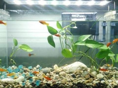 可以種在魚缸里的植物有哪些：魚缸植物的養護方法