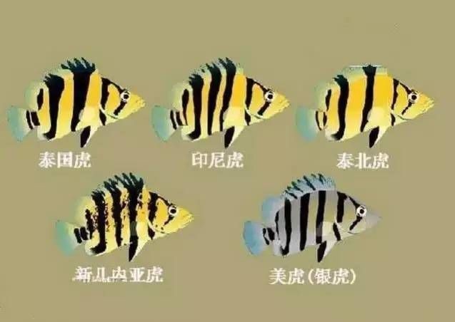 虎魚品種一覽表2023 虎魚品種一覽表2023 龍魚論壇 第1張