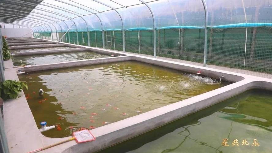 如何預防龍魚爛須的發生？，如何預防龍魚爛須
