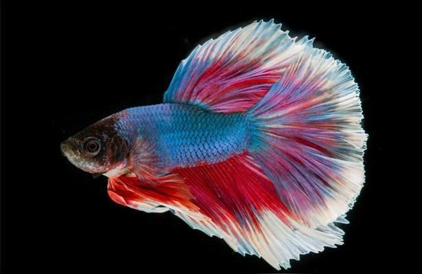 伊巴卡魚適宜的水溫范圍：伊巴卡魚最佳生長水溫，如何監(jiān)測魚缸水溫變化