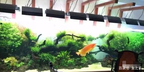 家養什么龍魚好：家養龍魚的選擇