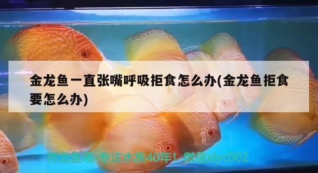 龍魚一直張嘴不吃東西：龍魚一直張嘴不吃東西怎么辦