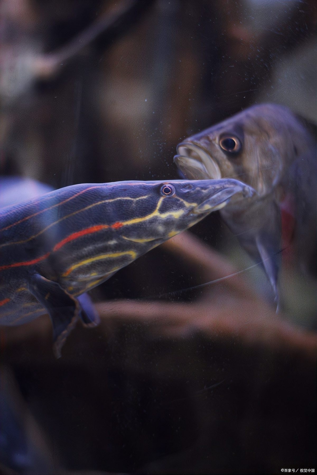 如何飼養(yǎng)冠軍龍魚？