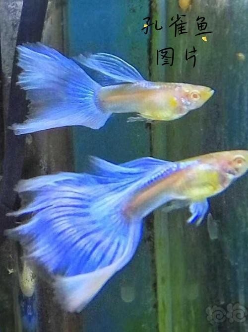 比賽級孔雀魚