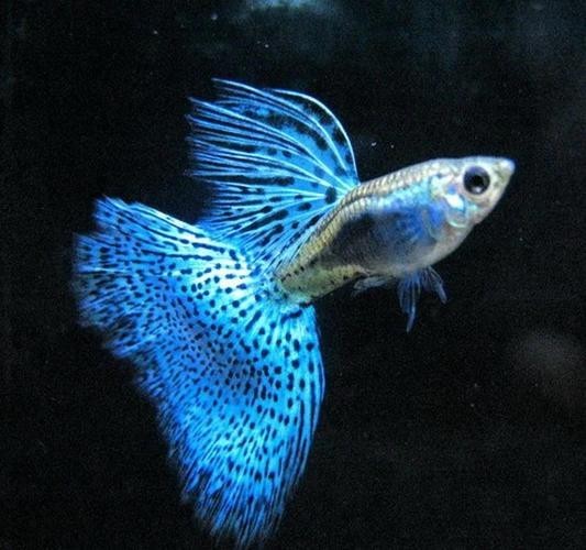 比賽級孔雀魚