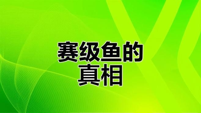 比賽級孔雀魚