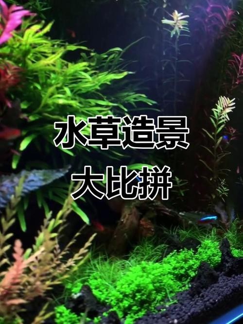 長城杯觀賞魚比賽2021獲獎(jiǎng)作品