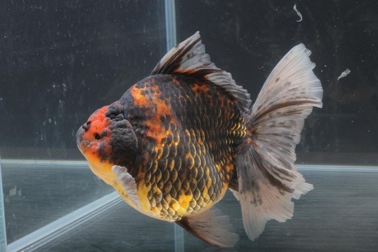 長城杯觀賞魚比賽2021獲獎(jiǎng)作品