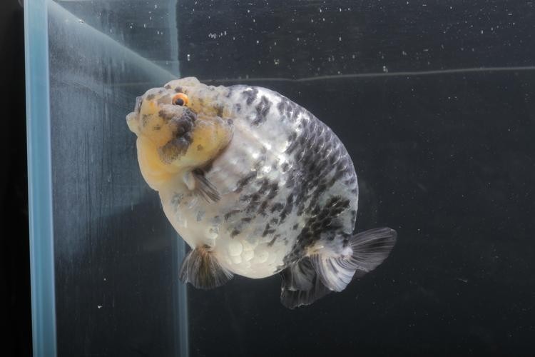 長城杯觀賞魚比賽2021獲獎(jiǎng)作品
