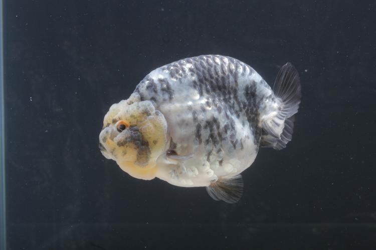長城杯觀賞魚比賽2021獲獎(jiǎng)作品