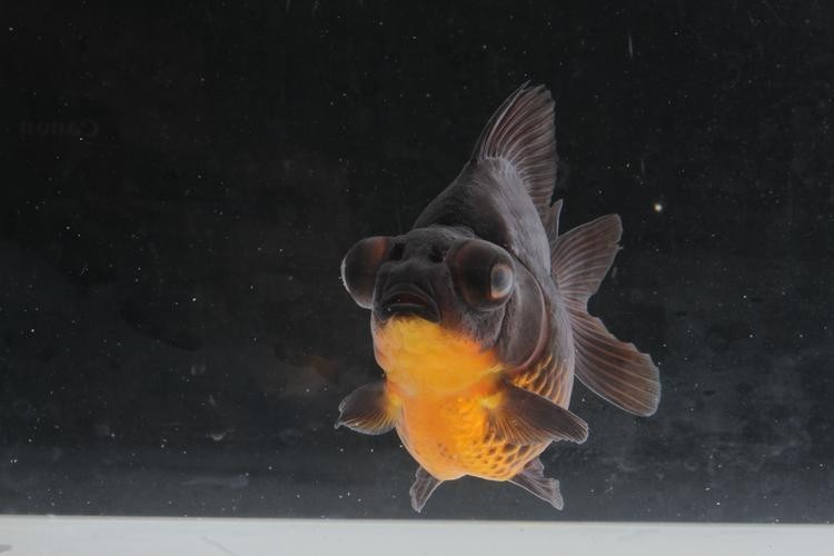 長城杯觀賞魚比賽2021獲獎(jiǎng)作品